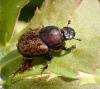 Onthophagus sp.